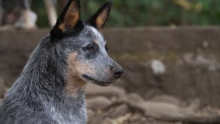 Everything You Need to Know About Australian Cattle Dogs [upl. by Shafer]