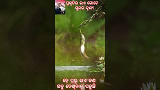 ଇଏ ପ୍ରକୃତିର କି ଦୃଶ୍ୟ ⭕‼️⭕ । ଜୟ ଜଗନ୍ନାଥ। animals viralvideo youtubeshorts [upl. by Fitting]