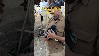 Deonar Bakra Mandi Update SATURDAYSubscribeMrChaCha [upl. by Dav]