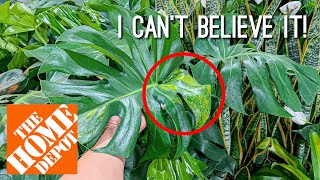 I finally found it Variegated Monstera Sport Plant Shopping at the Home Depot [upl. by Aleit]