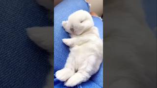 Sleepy Animals 🥹🥰 cute cat rabbit dog husky britishshorthair monkey pig sleep sleepmusic [upl. by Chiaki]