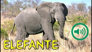 Grito de Elefante  Elephantidae [upl. by Zitella]