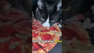 Kucing ini di prank oleh majikannya sungguh kasian kucing ini kucing cat kucingterlucu catlover [upl. by Ettenhoj]