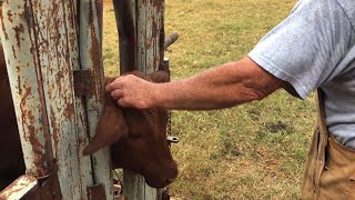 DEHORNING CALVES  HOW TO DEHORN CATTLE  WARNINGMIGHT BE DISTURBING TO SOME VIEWERS  POLLING COWS [upl. by Ydnahs]