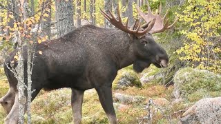 ÄLGLOCK  MOOSE CALLING 2024  14taggare Hälsingland [upl. by Mechling]