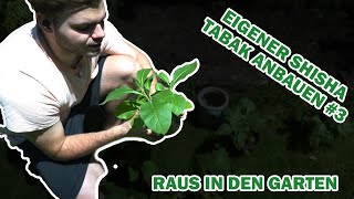 SELBER SHISHA TABAK ANBAUEN 3  Auspflanzen in den Garten [upl. by Ekalb496]