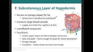 Hypodermis Structures amp Functions [upl. by Kcirddec]