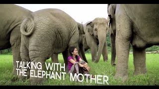 Inspiring Elephant Sanctuary activist in Chiang Mai  WTTV [upl. by Aekan]