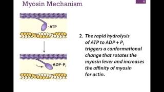 032Myosin Structure amp Function [upl. by Arracat]