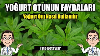 YOĞURT OTUNUN FAYDALARI  Yoğurt Otu Nasıl Kullanılır [upl. by Ihtraa]