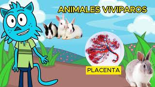 🐣🥚¡Animales Ovíparos Vivíparos y Ovovivíparos para niños🦈🐾 [upl. by Greyso497]