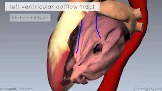 Heart Anatomy  Left Ventricle  3D Anatomy Tutorial [upl. by Alihs]