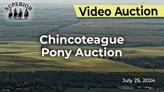 Chincoteague Pony Auction [upl. by Neltiak]