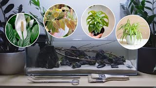 I tried growing COMMON HOUSEPLANTS in a FISH TANK [upl. by Clemmy354]