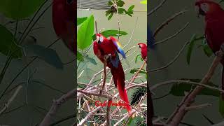 Scarlet Macaw Screaming  Full Video httpsyoutubeOJf7OfbBTuw [upl. by Merwin]