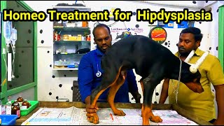 Homeo Treatment for Hipdysplasia  Hipdysplasia in dogs [upl. by Ylrebmic]