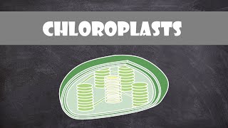 Chloroplast Structure and Function  Botany  Cell Biology [upl. by Emmy]