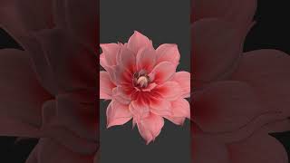 Blooming flower animation test  part 02 🌺 c4d 3dmodel 3danimation grow forester plugin [upl. by Phelan]