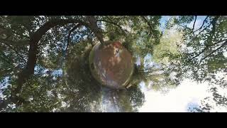 Chandler Pond Orangeleafed Sumacs LP 360degree 4K [upl. by Ruzich]