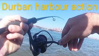 Durban harbour actionfishing [upl. by Mussman]