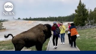 Tourist’s nearmiss with Yellowstone bison caught on camera l GMA [upl. by Rehsa]