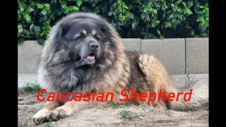 If you thinking about getting a Caucasian shepherd Watch this first Caucasian shepherd explained [upl. by Kiyoshi]