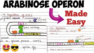 Arabinose operon Positive amp Negative Regulation molecularbiology madeeasy 🤩 [upl. by Beesley849]