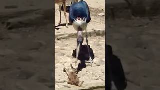 Dangerous bird🦅attacked deers🦌 babyshortvideo reerytshort [upl. by Ehudd]