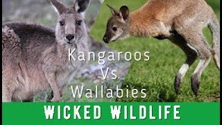 Kangaroos Vs Wallabies  Whats The Difference [upl. by Karlis]