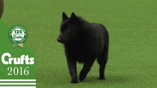 The Schipperke  Exclusive Behind the Scenes with Best of Breed Winner  Crufts 2016 [upl. by Boyce]