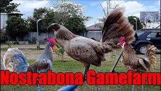 Lets Visit The Farm Of Nostrabona Gamefarm [upl. by Airamasor160]