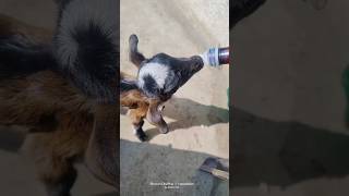 Bakri Ki Awaaz 🐐🍼got voice sorts bakra shortvideo [upl. by Bisset332]