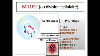 La mitose [upl. by Amedeo]