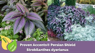 Strobilanthes dyerianus  Proven Accents® Persian Shield [upl. by Hoeg197]