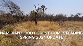 Spring 2024 Update  Namibian Food Forest Homesteading [upl. by Ttessil991]