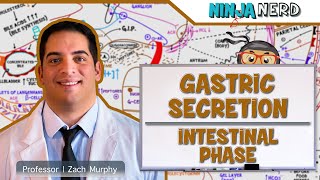 Gastrointestinal  Gastric Secretion The Intestinal Phase [upl. by Marelya]