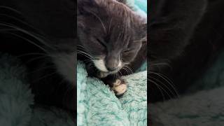 Cat petting is so therapeutic and relaxing 🐾🐈‍⬛🐾💕😻jiji cutecat youtubeshorts [upl. by Rosane]