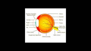 Human Eye diagram biology neet shortsfeed youtubeshorts class10 eyes shorts [upl. by Belldame947]