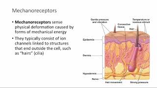 BCOR011WL Chpt 50  Mechanoreception [upl. by Sonnie]