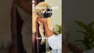 English mastiff for sale call983008781 dog englishmastiff mastiff sale [upl. by Zillah434]