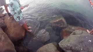 Tuncurry Rock pool fishing [upl. by Ennaeilsel]