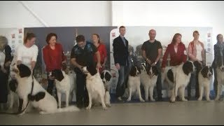 Landseer European Continetal Type at Euro dog show 2018 Warsaw [upl. by Yensehc566]