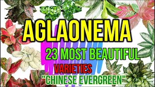 AGLAONEMA VARIETIES  Trending Indoor Plants  Chinesse Evergreen I Plant loversGehTV [upl. by Attaynik]