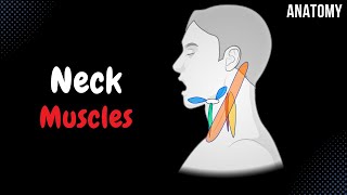 Muscles of the Neck Groups Origin Insertion Function [upl. by Atikan]