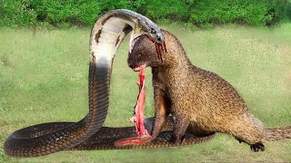 Look What Happens When Mongoose Mercilessly Destroys King Cobra Mongoose vs King Cobra [upl. by Culver]