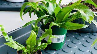 Propagation amp Easy Care for Asplenium Nidus Ferns Birds Nest amp Crispy Wave Ferns [upl. by Daye]