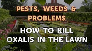 How to Kill Oxalis in the Lawn [upl. by Euqininod654]