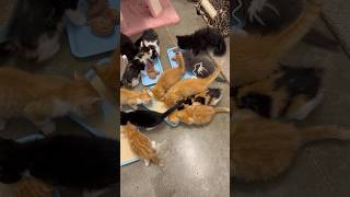 Silly kittens 😻😻 love animalsanctuary kitten spayandneuter [upl. by Doig]