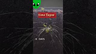 plant growth time lapse garden challenge plantgrowth timelapse shorts trending viralvideo [upl. by Lechar]