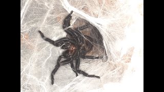 Funnel Web Spider Macrothele Calpeiana Feeding [upl. by Oinesra]